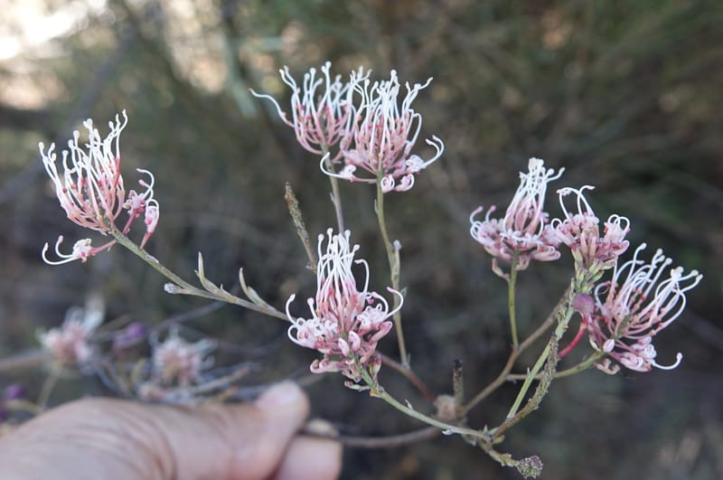 Grevillea endlicheriana, Davidson, C 13385--Australia. W.A. Hay Flat Rd. 22 Oct 2016. DSC03956 (14).JPG