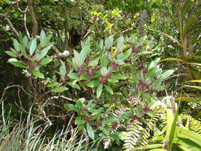 Ascarina, not coll.--New Caledonia. Monts Dzumac. 20 Nov 07. 096.jpg