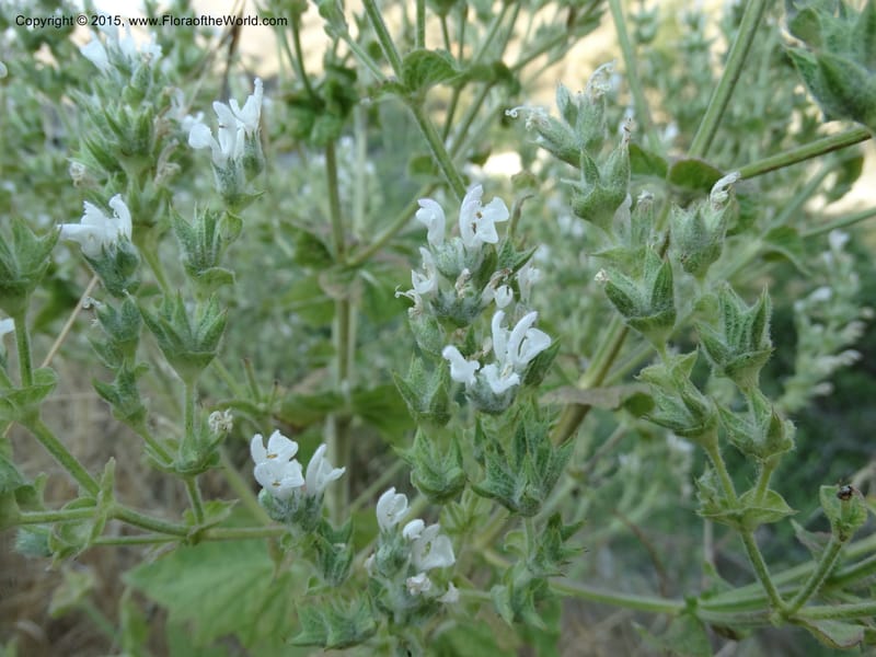 Salvia aethiopis, Davidson, C 12603--ID. Idaho Co. Goff Bridge on Hwy 95 N of Riggins. 16 Jul 2014. DSC00481 (87).JPG