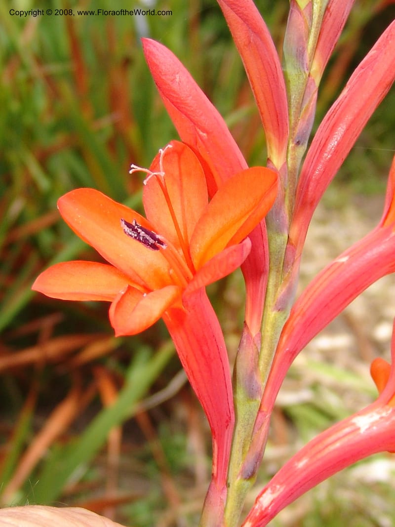 Watsonia intermedia--CA. San Francisco Arbor. 3 Jul 07. 237.jpg