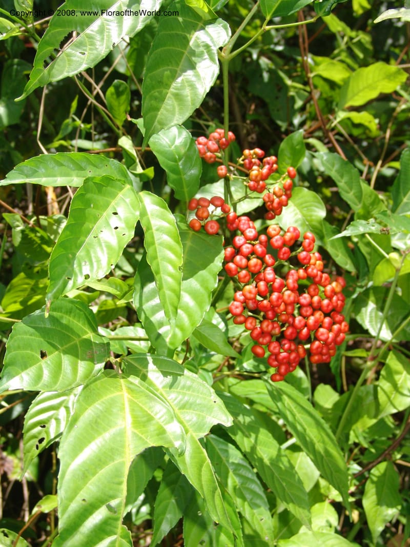 Leea guineensis, MLeal1136--Gabon. Prov. Ogooue-Iv. Res. Lope. Sommet Main. 19 Apr 06. 141.jpg