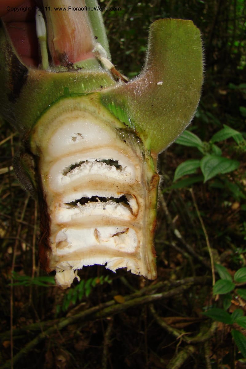Cecropia peltata, Phillipson 6117--Madagascar. Prov. Fianarantsoa. Manombo Nat. Park. 13 Jan 09. 077 (38).jpg