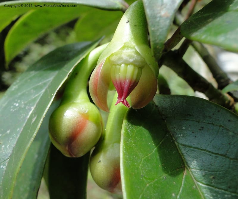 Illicium, Regalado 1782--Viet Nam. Ban Khoang Commune. 4 May 2011. 195.jpg
