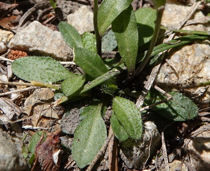 Arabis nuttallii, C. Davidson 14036--ID, Valley Co. Elkl Summit. 18 July 2019. DSC00995 (19).JPG