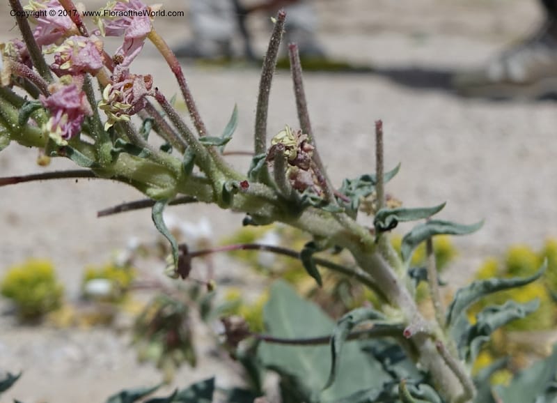 Camissonia boothii subsp. condensata, Davidson, C 13157--California. Inyo Co. Hwy 190 W of Panamint Spgd. Stop 1. 21 Apr 2016. DSC02055 (36).JPG