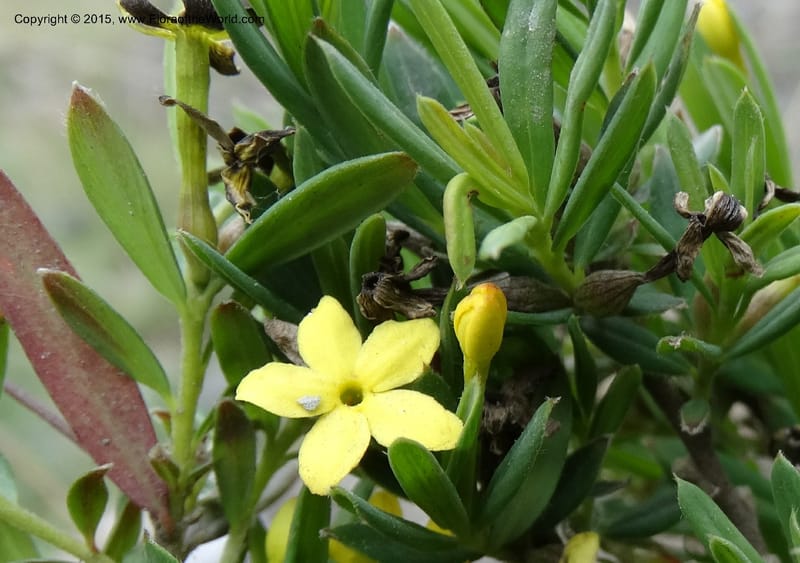 Wikstroemia, Boufford, D 43598--China. Sichuan. Yonghe Village. 6 May 2014. DSC04110 (30).JPG