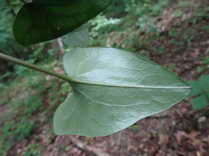 Asarum arifolium, Davidson, C 13035--Georgia. Stephens Co. Panther Cr. 18 May 2015.  (54).JPG
