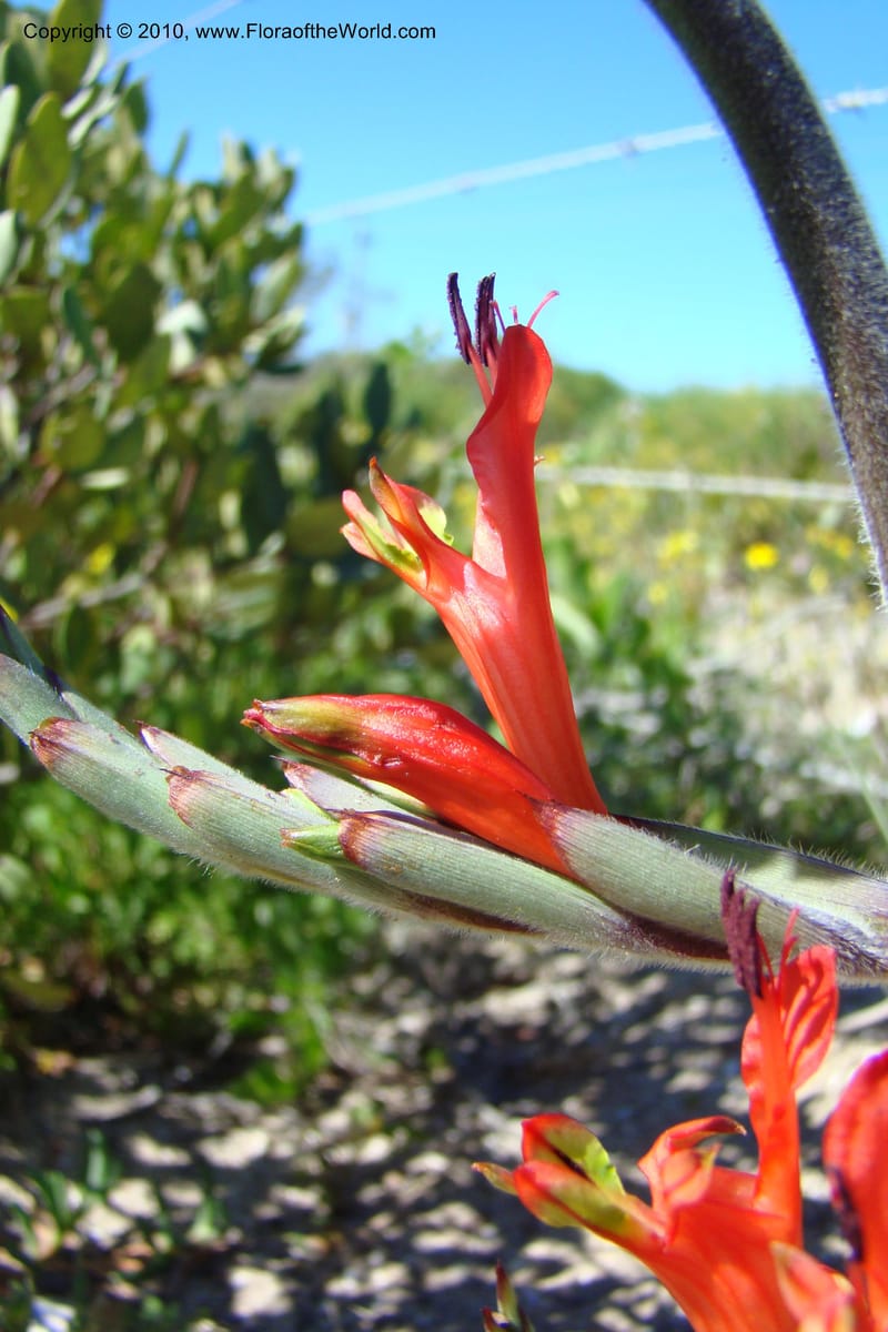 Babiana ringens, C. Davidson 11501--South Africa. Western Cape. R27, 5 km N of Velddrif. 24 Aug 09. 080 (4).jpg