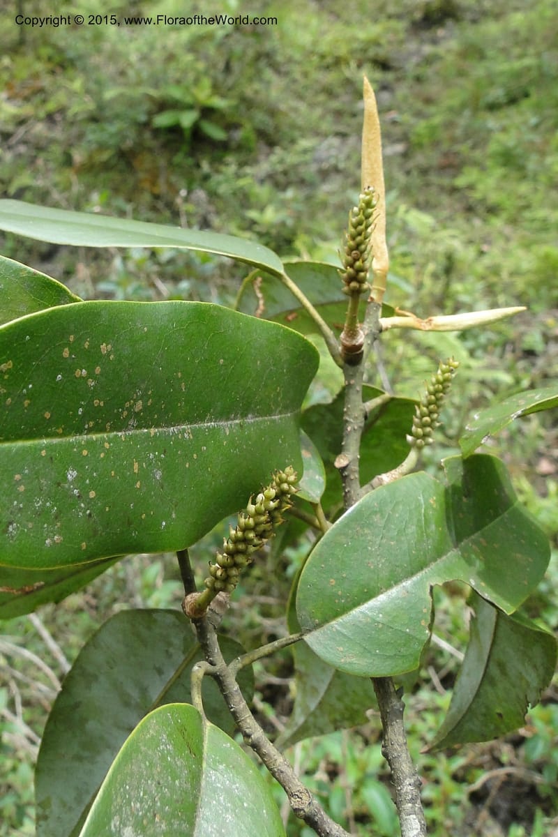 Michelia, Regalado 1803--Viet Nam. Trail to Siu Chai Commune. 5 May 2011. 211 (5).jpg