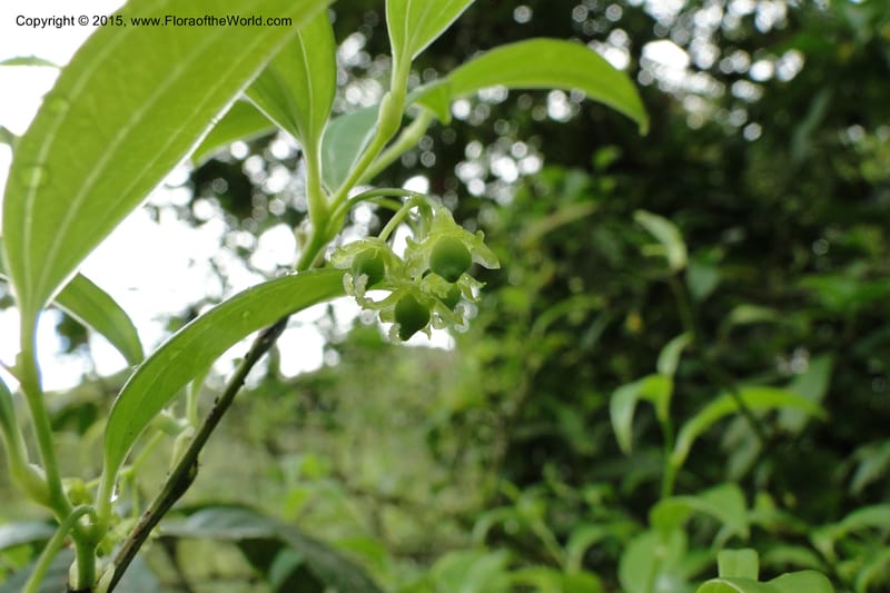 Heterosmilax, Regalado 1772--Viet Nam. Ban Khoang Commune. 4 May 2011. 080 (5).jpg