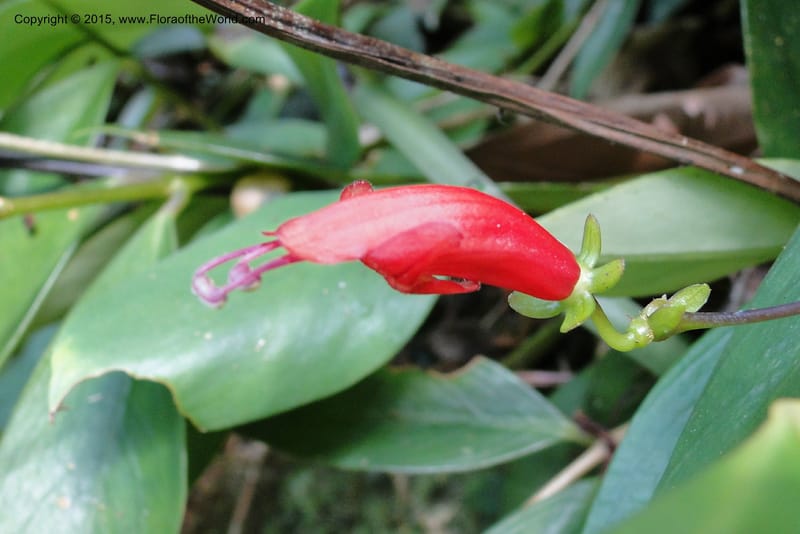 Aeschynanthus, Regalado 1870--Viet Nam. Thac Kazan waterfall. 10 May 2011. 266 (18).jpg