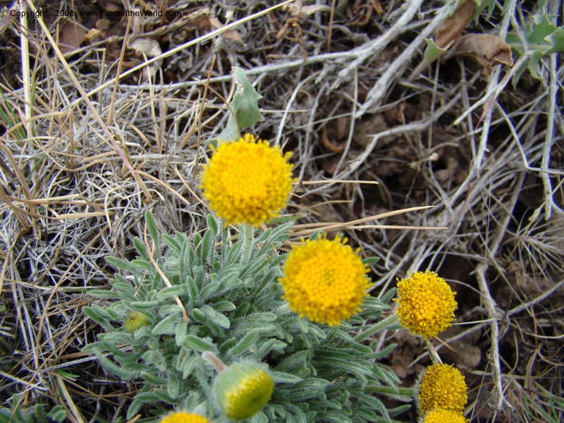 OR. Malheur Co. Leslie Gulch. 1 Jun 08. 131.jpg
