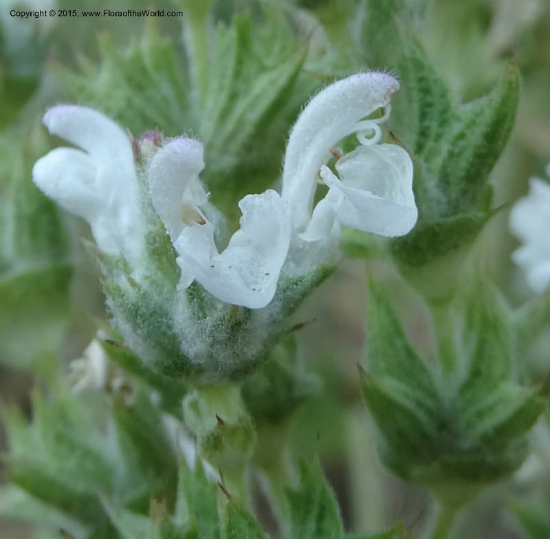 Salvia aethiopis, Davidson, C 12603--ID. Idaho Co. Goff Bridge on Hwy 95 N of Riggins. 16 Jul 2014. DSC00481 (102).JPG