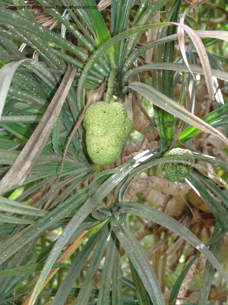Pandanus--Madag. Antananarivo. Parc Bot. Zool. Tsimbazaza. 25 Jan 06. 107.jpg