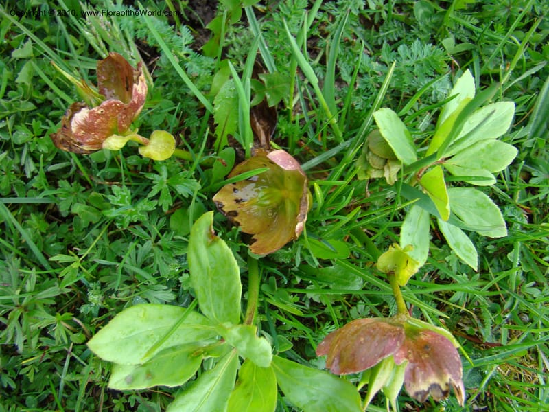 Helleborus niger, C. Davidson 11219--Slovenia, Stajerska Region, Menina Planina, 19 May 2008.  026 (1).jpg