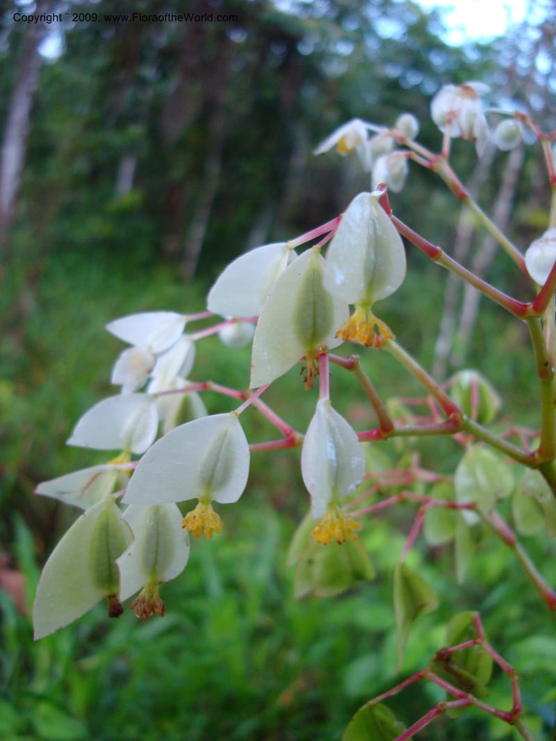 Begonia guaduensis, Croat 98897--Ecuador. Prov. Zamora C. Rio Waiwaime Valley. 20 Sep 2007. 034 (3).jpg