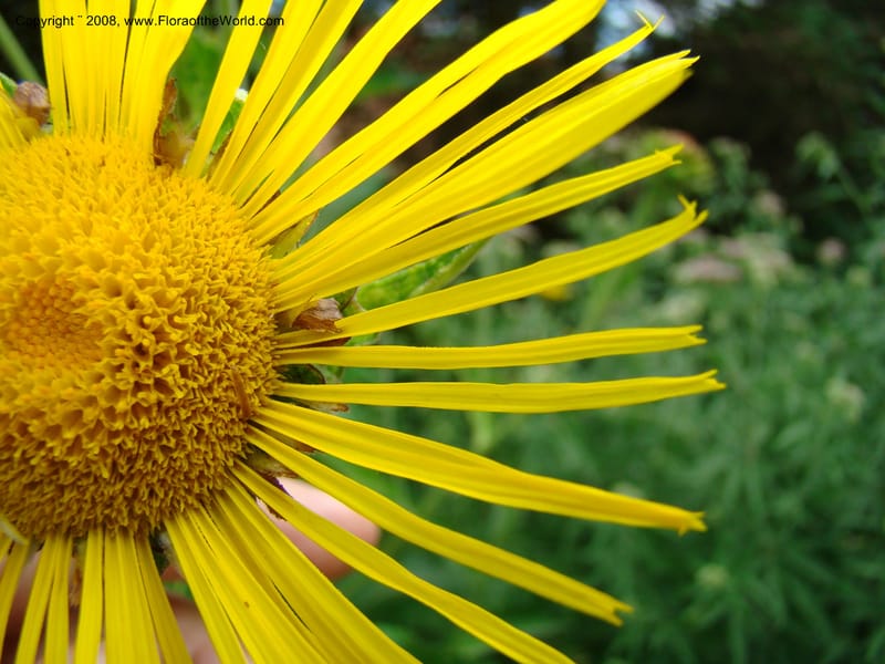 Inula magnifica--Slovenia. Ljubljana. University Botanical Garden. 7 Jul 08. 112.jpg