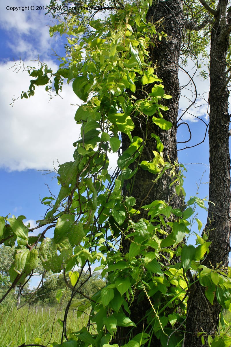 Dioscorea, Stevens,  W. D 31168, Garay Cue, 19 Mar 2011 4554 (6).JPG