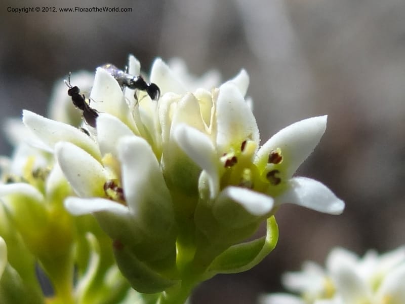 Comandra umbellata, Davidson, C 11942--AZ. Yavapai Co. Crown King Rd. 7 May 2012. DSC0894 1 (120).JPG
