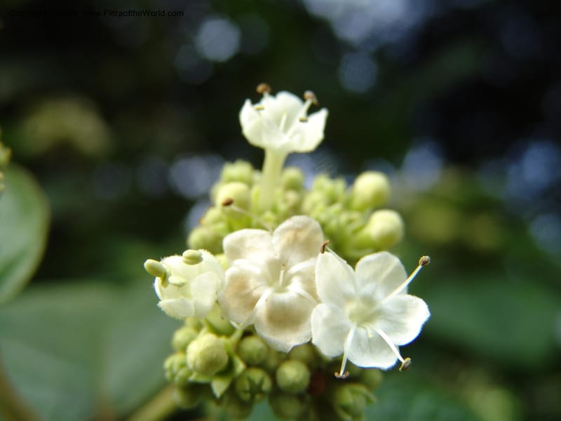 Clerodendrum johnstonii--Kenya. Limuru. Forest fragment near Brackenhurst Ctr. 11 Jul 04. 016.jpg