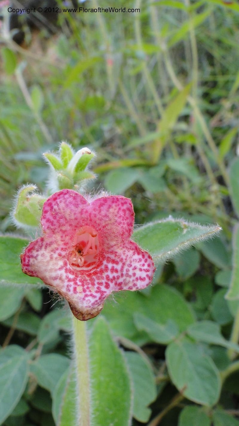 Kohleria rugata, J. Martinez Melendez 2205--MX. Chiapas. Tres Picos. 19 Sept 2010. 260 (6).jpg