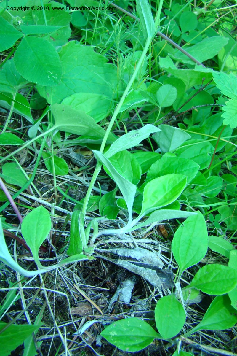 Antennaria racemosa, C. Davidson 11373--Idaho. Idaho Co. Salmon River. Polly Bemis Ranch. 27 May 2009. 089.jpg