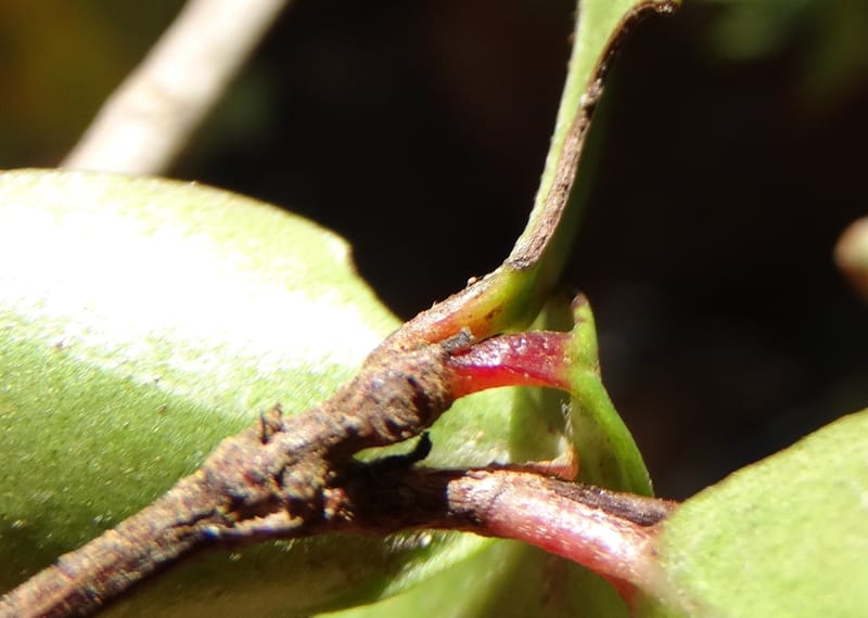 Archirhodomyrtus, Callmander, M 1272--New Caledonia. PinPin. 20 Nov 2015. DSC03938 (246).JPG