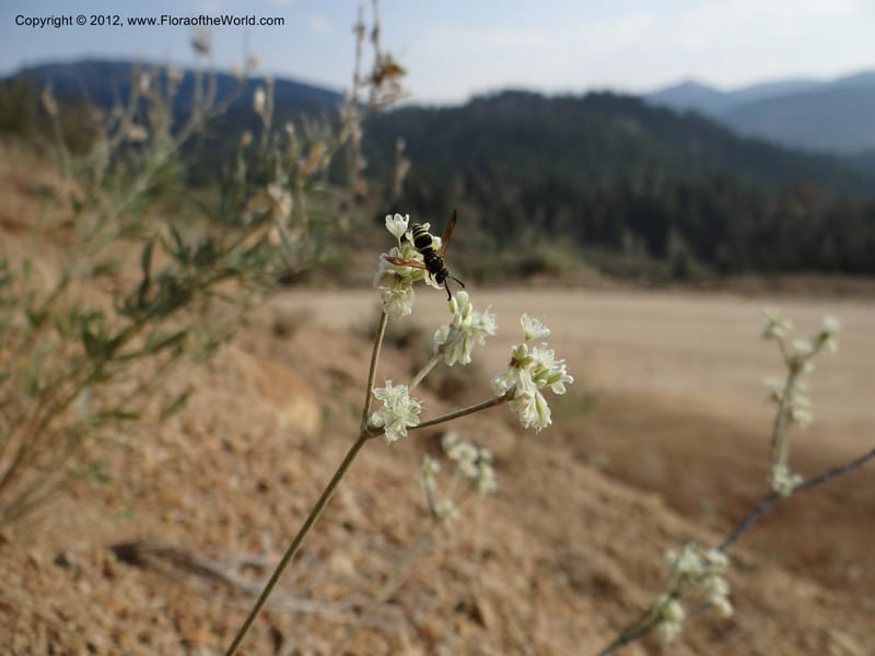 Eriogonum strictum var. proliferum, Davidson, C 12096--ID. Owyhee Co. Silver City. 20 Aug 2012. DSC04305 (84).JPG