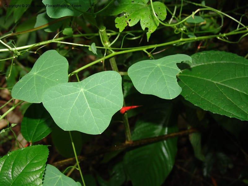 Tropaeolum emarginatum, Croat 96216--Ecuador. Centro Cientifico Rio Palenque. 22 Mar 06. 021 (1).jpg