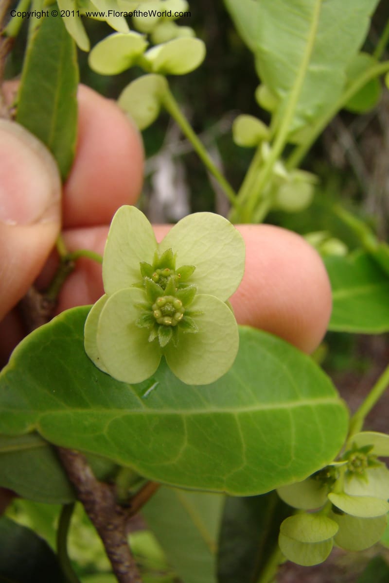 Homalium involucratum, Razafindraibe 190--Madagascar. Prov. Fianarantsoa. RN 12. 14 Jan 09. 019 (13).jpg