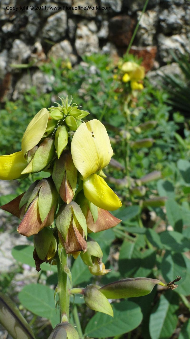 Crotalaria, R. Gereau 7170--Tanzania. Beach near Bagamoyo Country Club. 8 May 2010. 209 (87).jpg