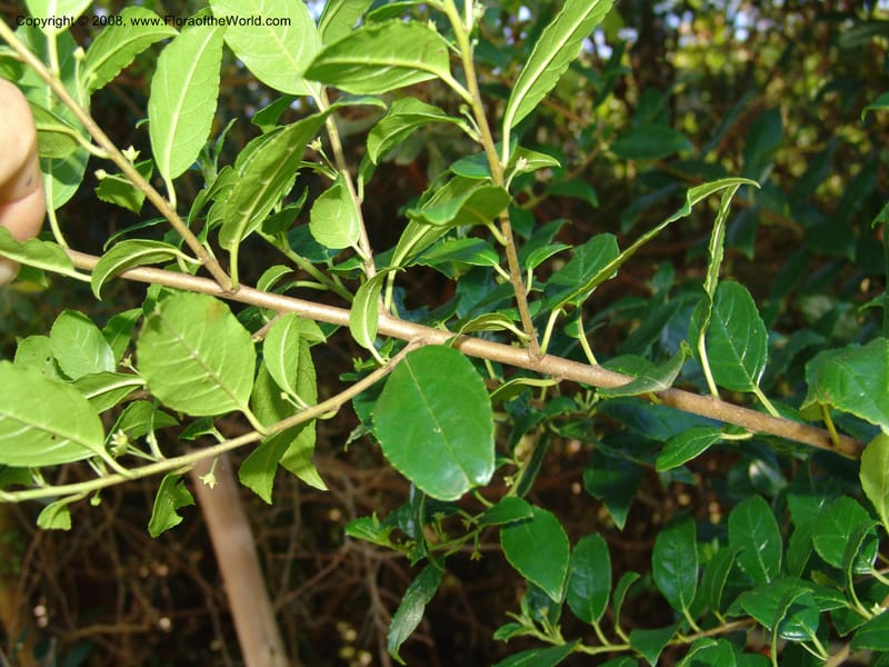 Rhamnus prinoides--So.Africa. E. Cape. Maitland Nat.Res. 5 Mch 05. 225.jpg