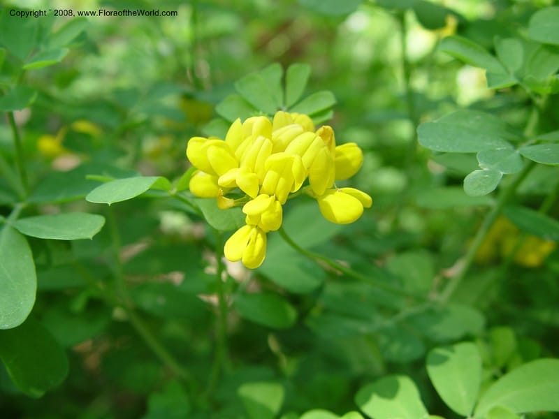 Coronilla valentina ssp. glauca--Spain. Blanes. Marimurtra Bot. Garden. 24 Apr 04. 043.jpg