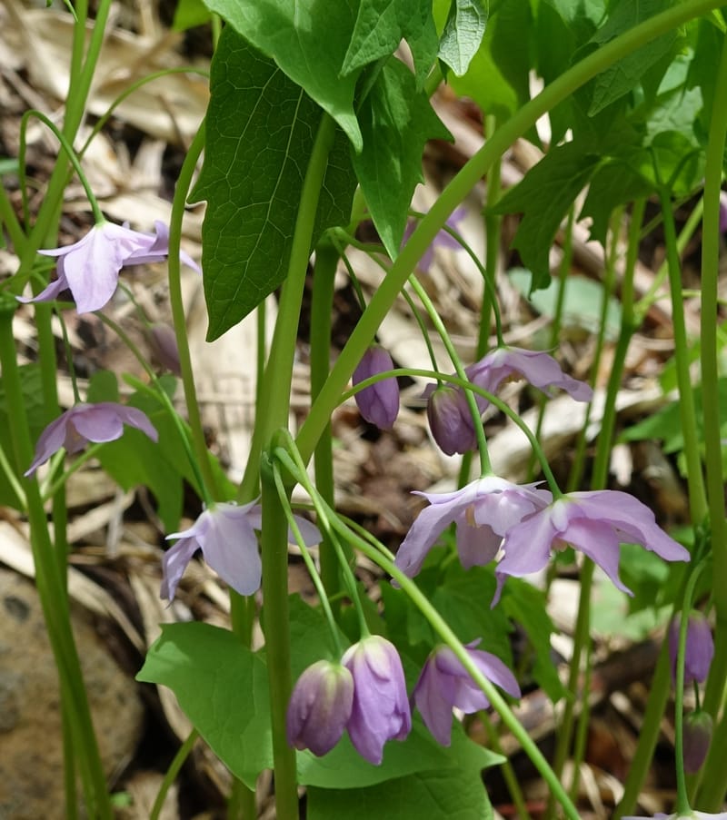 Ranzania japonica--Japan. Myoko Kenmin-no-mori. Hiuchiyama Trial. 27 May 2016.  (186).JPG