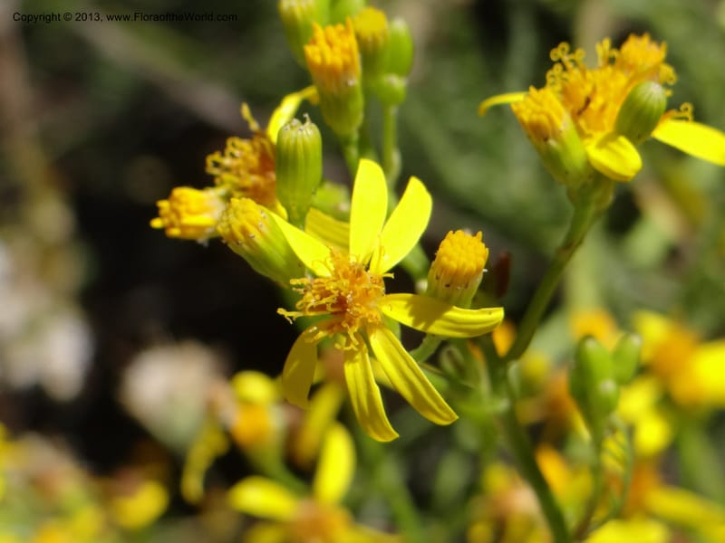 Senecio glaber, W. D. Stevens 34159--Chile, PN Siete Tazas. 21 Feb 2013  99374 (14).JPG