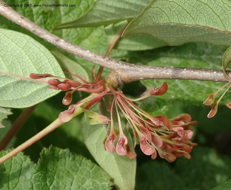 Euptelea pleiosperma, Boufford, D 43587--China. Sichuan. Tudiling Tunnel. 6 May 2014. DSC03860 (224).JPG
