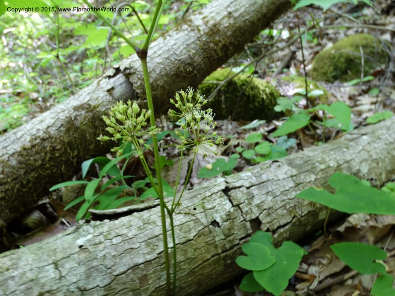 Aralia nudicaulis, Davidson, C 12999--North Carolina. Macon Co. Horse Cove Rd. 14 May 2015. DSC05455 (6).JPG