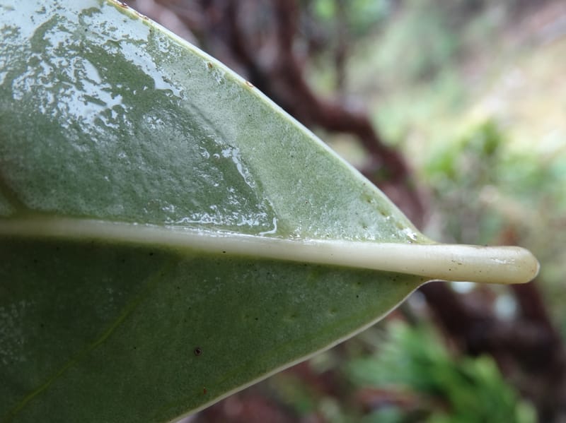 Oxera crassifolia, Munzinger, J 7429--New Caledonia. Mont Humboldt. 14 Nov 2015. DSC02401 (279).JPG