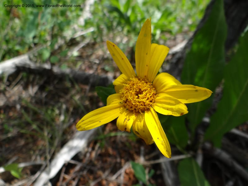 Wyethia, Mansfield, D 12-602--ID. Bear Lake Co. Mt. Sherman. 13 Jul 2012. DSC03473 (127).JPG