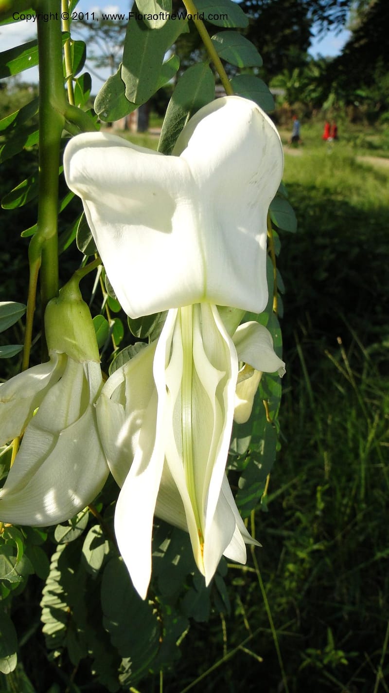Sesbania grandiflora, Gereau--Tanzania. Univ. of Dar es Salaam. 9  May 2010 367 (33).jpg