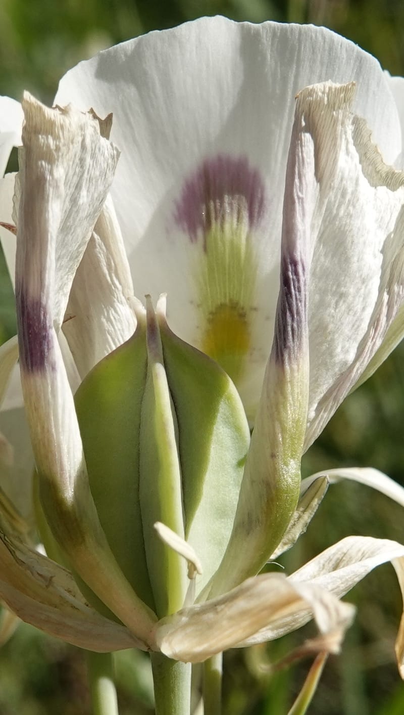 Calochortus eurycarpus, C. Davidson 13846--ID. Fremont Co. Sawtelle Pk. Stop 1. 30 Jul 2018. DSC07452 (53).JPG