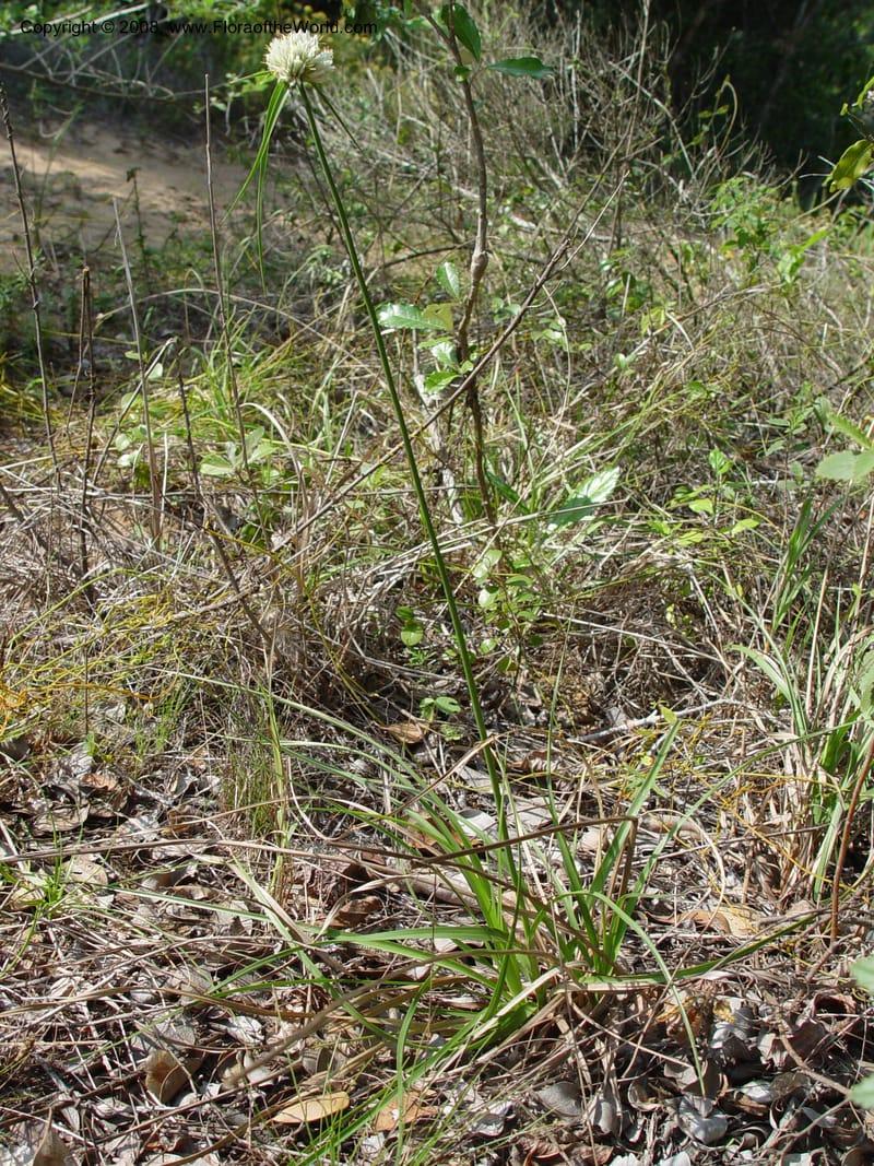 Cyperus obtusiflorus--So. Africa. KwaZuluNatal. Lake Sibaya Lodge. 1 Oct 03. 110.jpg