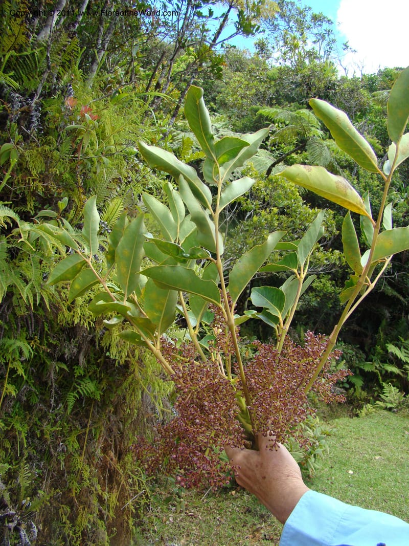 Polyscias lecardii,  Lowry, P 6890--New Caledonia, Prov N, Aoupinié, 15 Nov 2007 042 (15).jpg