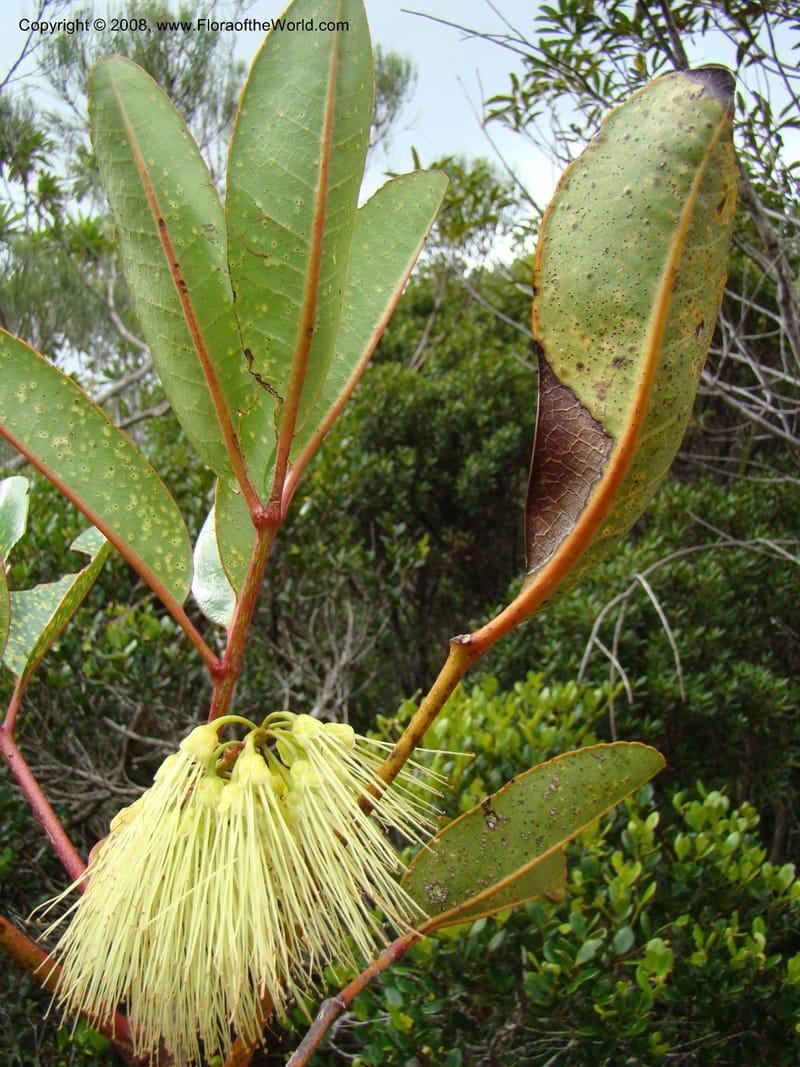 Cunonia macrophylla, JMunzinger4910--New Caled. Parc Prov. Riviere Bleue. 22 Nov 07. 210.jpg