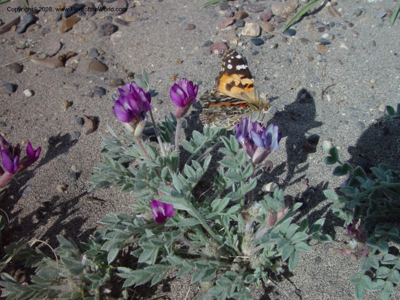 Astragalus purshii--ID. Owyhee Co. Bruneau Dunes St. Park. 20 Apr 03. 033.jpg