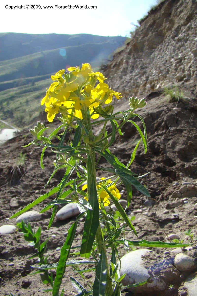 Erysimum capitatum, C. Davidson 11337--ID. Idaho Co. Salmon River Rd. 17 May 09. 018.jpg