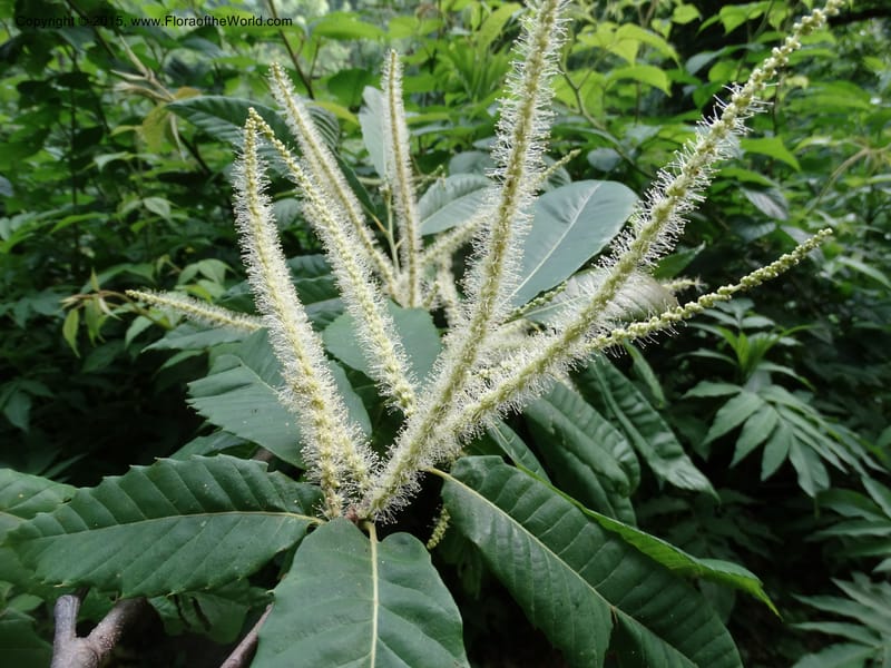 Long, pale catkins rising among serrated foliage