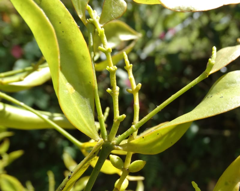Ginalloa arnottiana, Davidson, C 12928--Sabah. Near generation plant. 28 Mar 2015. DSC01259 (16).JPG