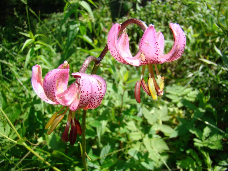 Lilium martagon, CDavidson11254--Slovenia. Gorenska Reg. Velika Planina. 6 Jul 08. 147.jpg