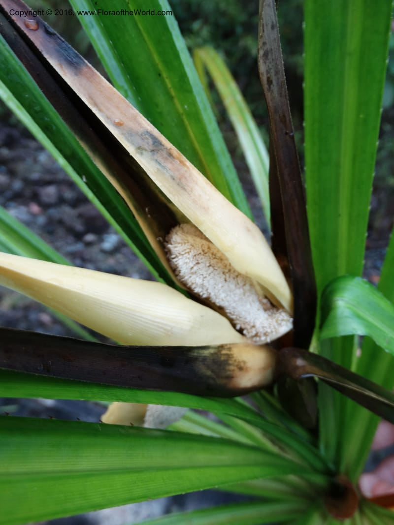 Pandanus borneensis, Callmander, M 1185--Sabah. G. Silam. 1 Oct 2014. DSC00937 (165).JPG